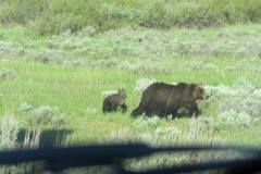 Bears Crossing The Road