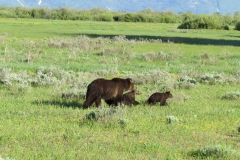 Bears Crossing The Road